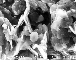 Boron NItride Powder