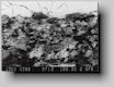 Bild 17. REM-Aufnahme einer Zirkonschlichte (Rckstreuelektronen), 240-fach