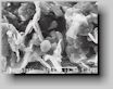 SEM-image of boron nitride powder