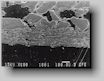 Bild 7. Anschliff eines geschlichteten Coldbox-Formstoffes, 80-fach