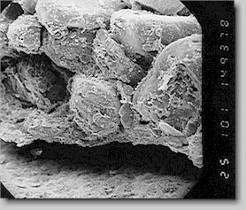 Bild 10. REM-Aufnahme eines geschlichteten Furanharz-Formstoffes, 80-fach