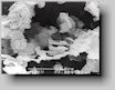 SEM of boron nitride powder