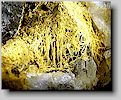 Bindheimite