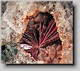 Erythrite