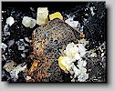 Pyrrhotin