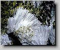 Scolecite